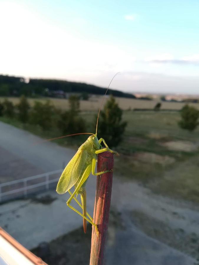 Farma Slunecny Dvur Apartmany A Family Stany Strecha Pod Strechou Hermanuv Mestec Esterno foto
